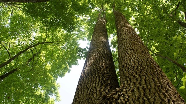 Tree canopy