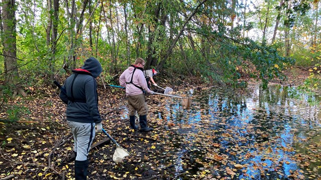 Three volunteers use nets to search a wooded stream with mud and fallen leaves.