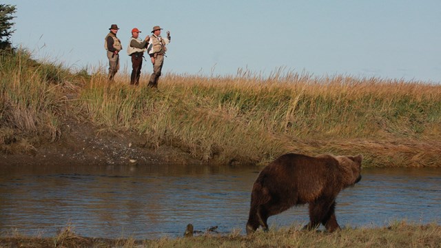 3 men stand on a river bank watching a bear