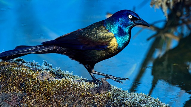 A black shimmery bird in a shrub.