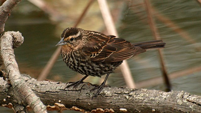 A brown-stipped bird hides in a shrub.