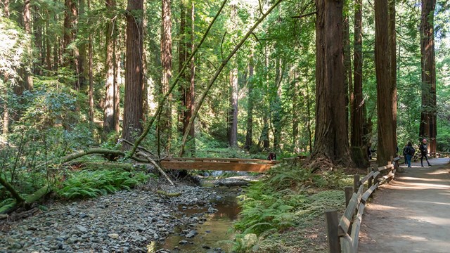 Trail along redwood creek in muir woods