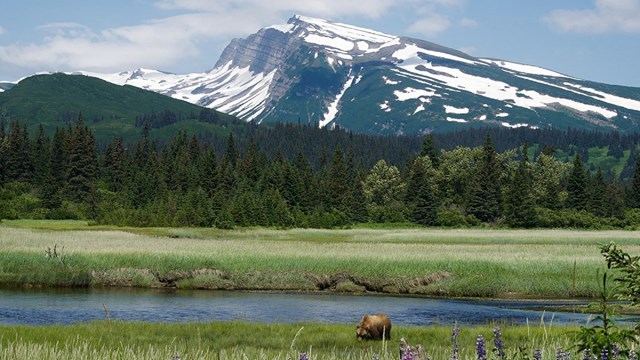 Landscape view of a grassy meadow, a stream, a brown bear grazing, and a mountain in the distance.