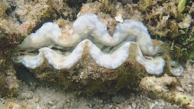 giant clam