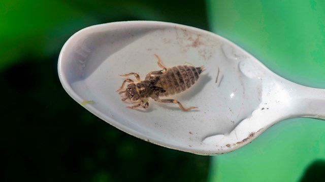 Close up of a dragonfly larva on a plastic spoon.