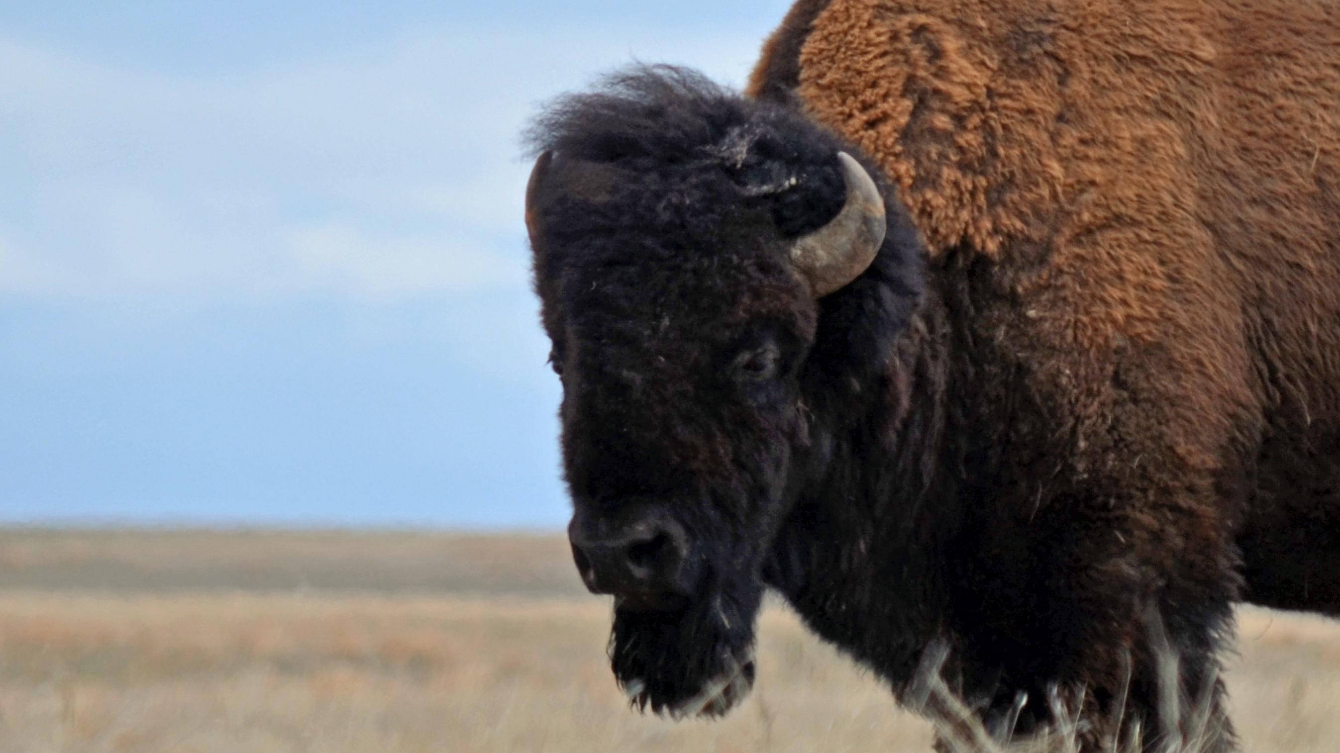 an adult male bison with six small black birds on its back