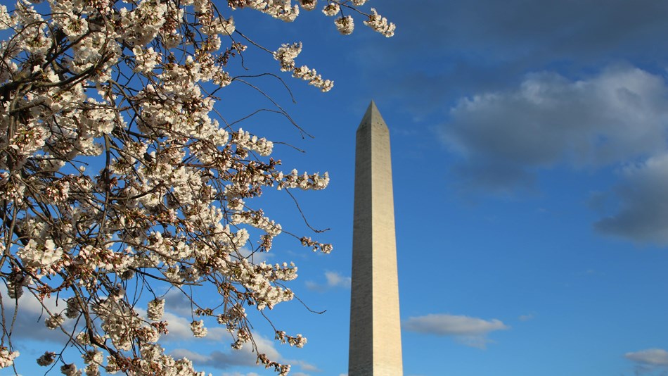 Cherry blossoms in front of the Washington Monument
