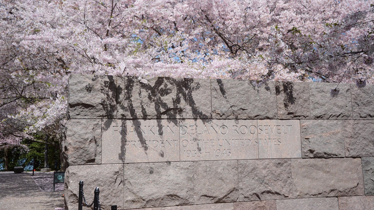 Cherry blossom flowers hanging over a stone wall for a memorial entrance