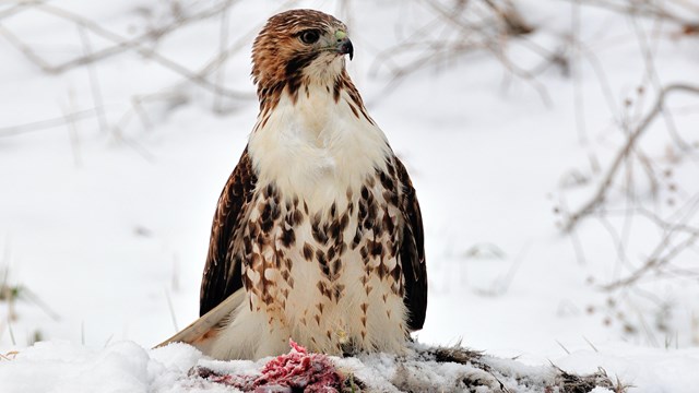 A brown and white hawk sits upright on the ground; at its feet is a snow-covered mammal carcass