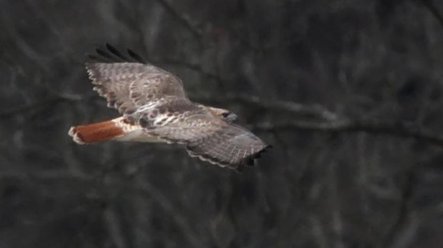 A brown-and-white hawk flying from left to right; in the blurred background, leafless trees