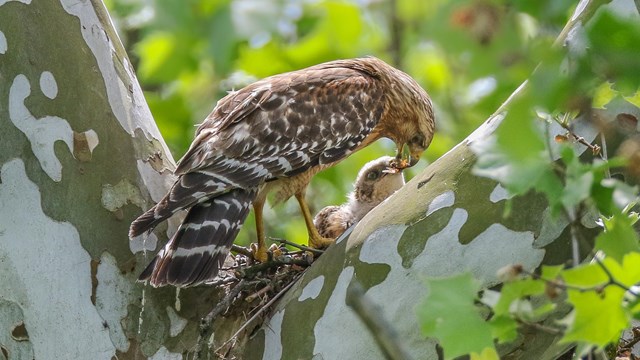 A brown-and-white striped hawk leans down to feed its fuzzy-looking chick in a large, mottled tree