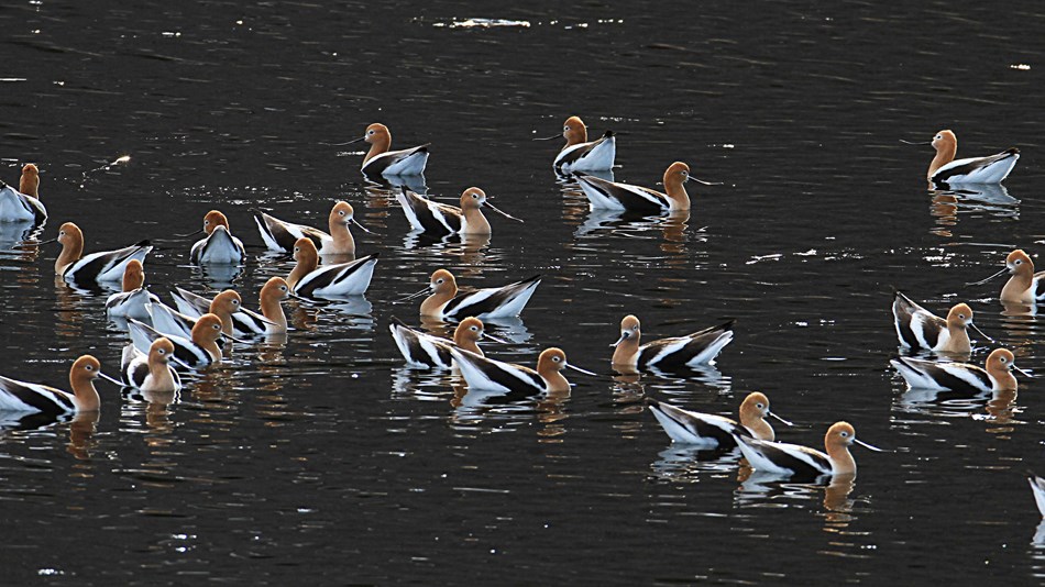 A flock of American avocets floating on a lake.