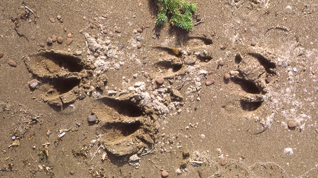 Moose tracks in the sand.