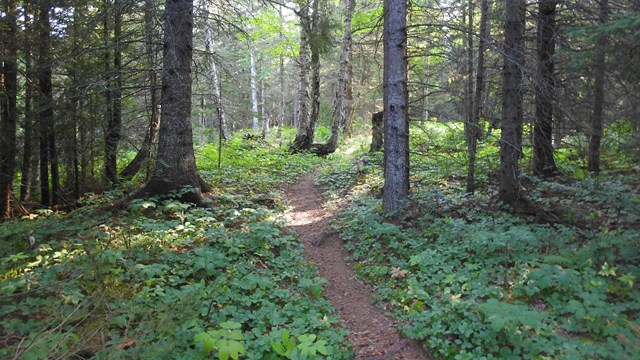 A trail leading into the woods with the sun shining through the trees.