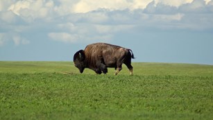 a single bison walks through an endless green prairie with a pale blue, cloudy sky ahead.