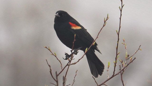 black bird with red puffs on each wing shoulder perches on a budding woody plant.