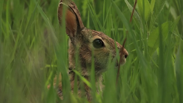 A brown rabbit peers out from tall green grass.