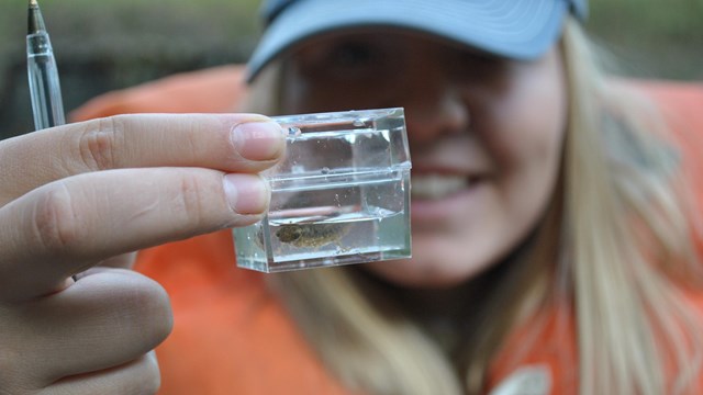 Close up of a dragonfly larvae in a magnifying box, held by a volunteer.