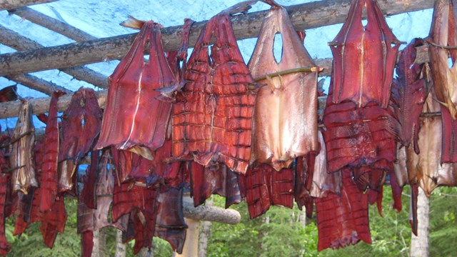 Salmon meat being hung to dry