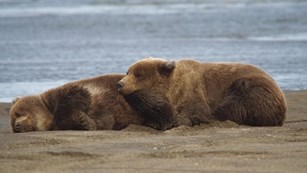 Two bears sleeping, one atop the other, on a sandy beach near water.