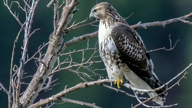 A red tailed hawk in a tree