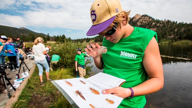 A volunteer compares dragonfly larvae in a magnifying box to an ID key.