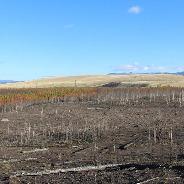 Archeologists work at a landscape destroyed by climate-driven fire.