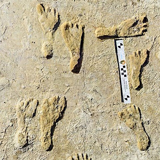 Footprints fossilized