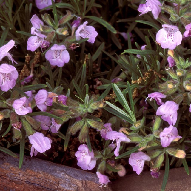 A close-up of purple Cumberland rosemary flowers