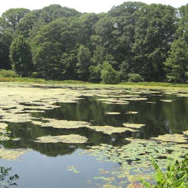 Trees surrounding a pond. 