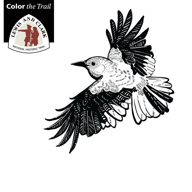 line drawing of a bird- clark's nutcracker