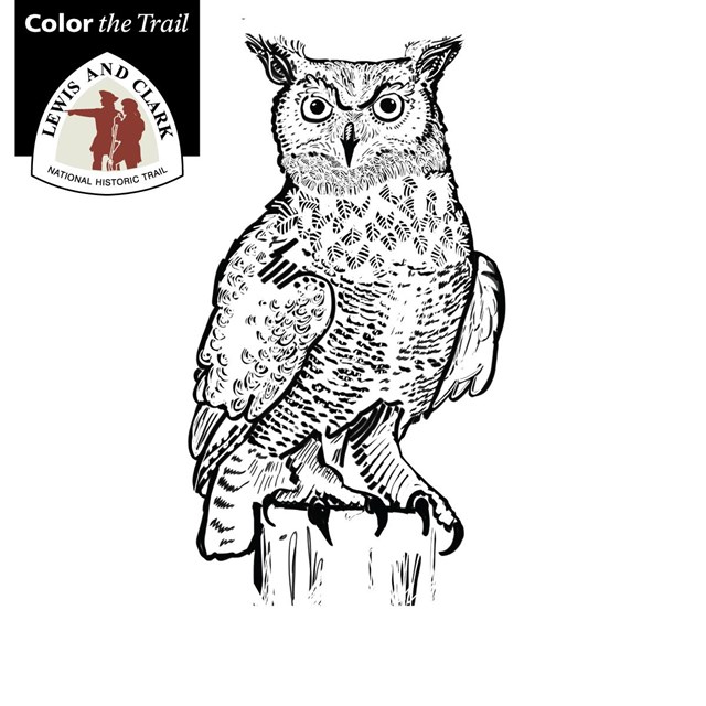 line drawing of a great horned owl