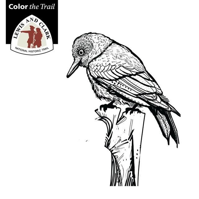 line drawing of a woodpecker