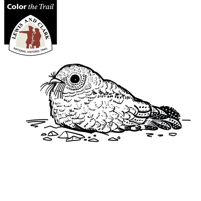 line drawing of a common poorwill