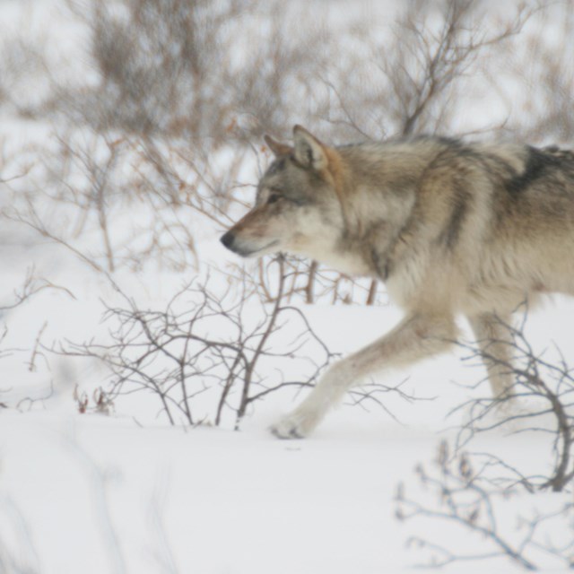 a wolf walking through a snowy, brushy field