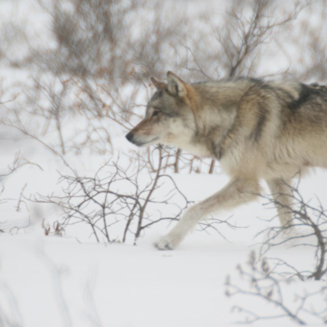 a wolf walking through a snowy, brushy field