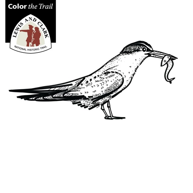 line drawing of an interior least tern