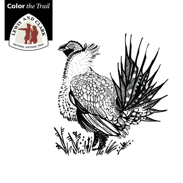 line drawing of a greater sage grouse