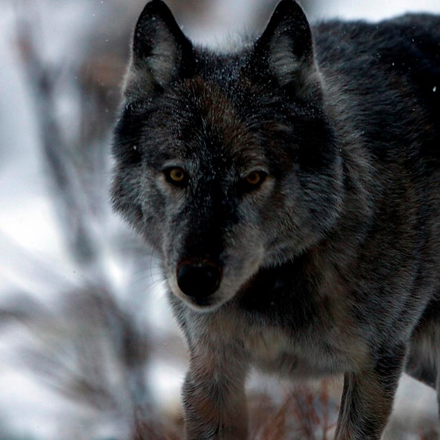 a dark colored wolf walking through snow