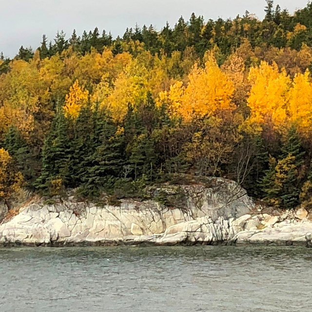 Looking along a water way, several trees change color from green to yellow. 