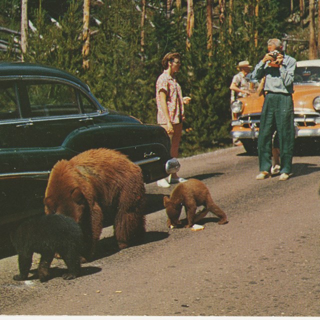 A mother bear and her cubs hold up traffic