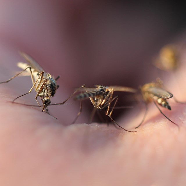 A close-up of 3 mosquitoes on someone's hand