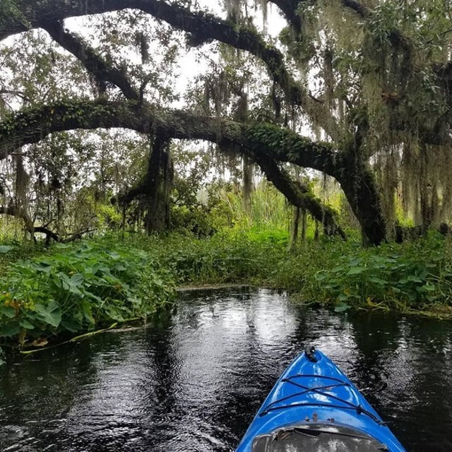 Kayaking down the Wekiva. Photo by Ashley Konon.