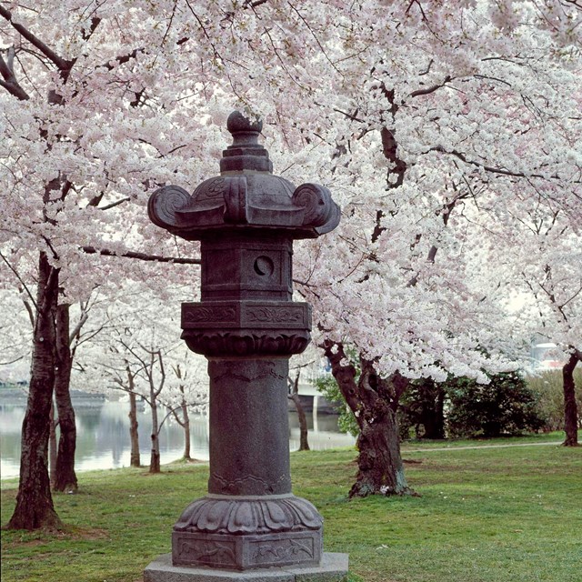 Cherry trees along the Tidal Basin with Japanese lantern placed in the park in 1954