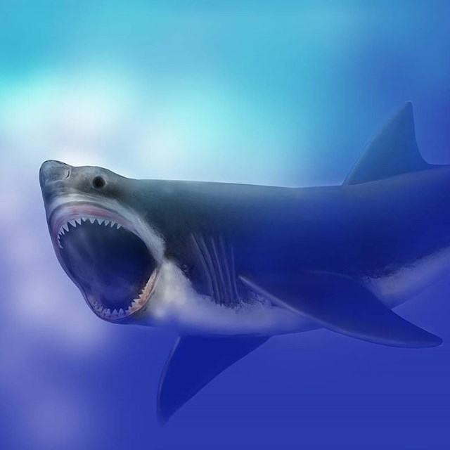 Rendering of a Miocine great white shark
