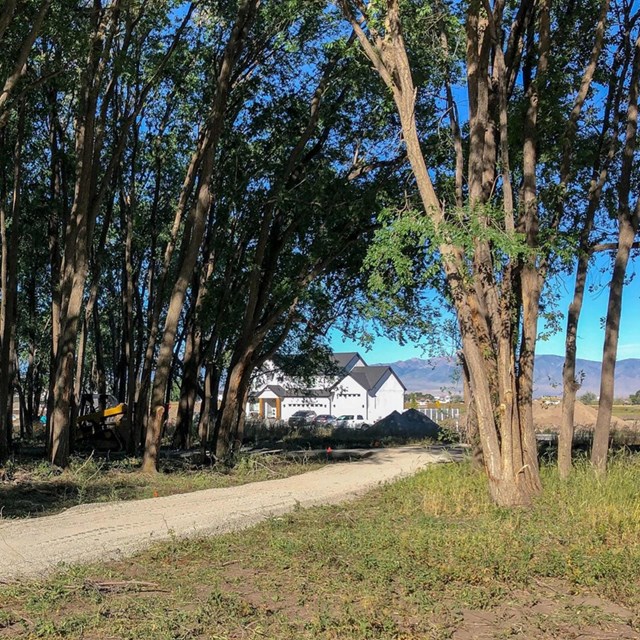 A grove of tall trees along a trail leads to a distant large, white, two-story house.
