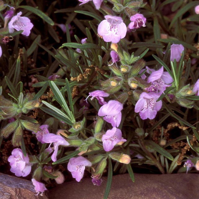 A close-up of Cumberland rosemary, a plant with needle-like leaves and purple flowers