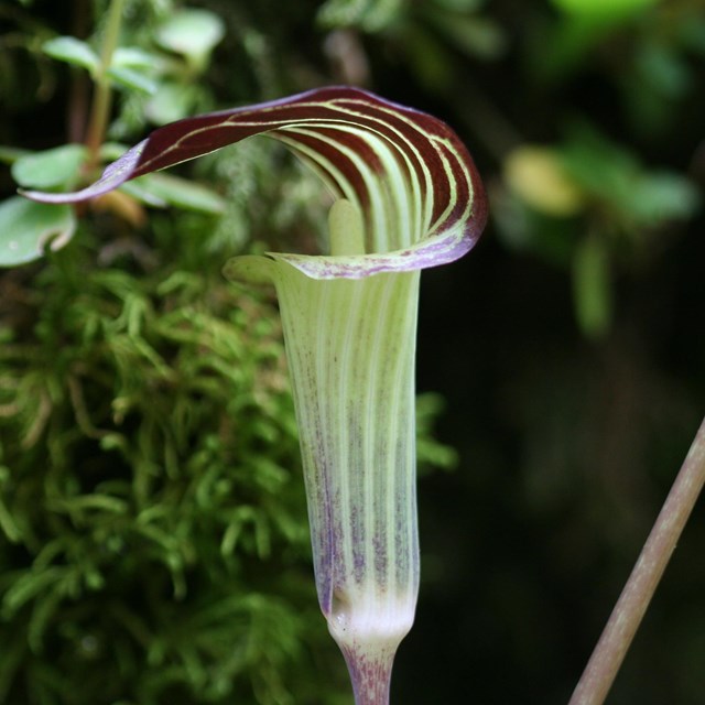 Jack-in-the-Pulpit flower