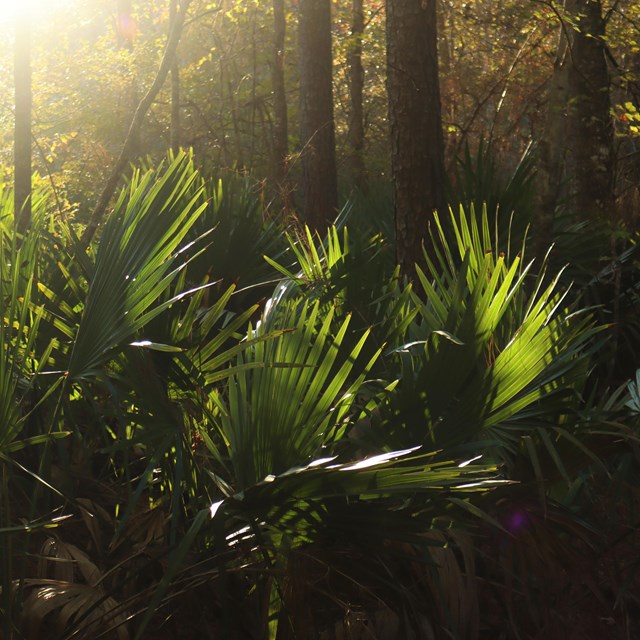 Sun shining through palmettos