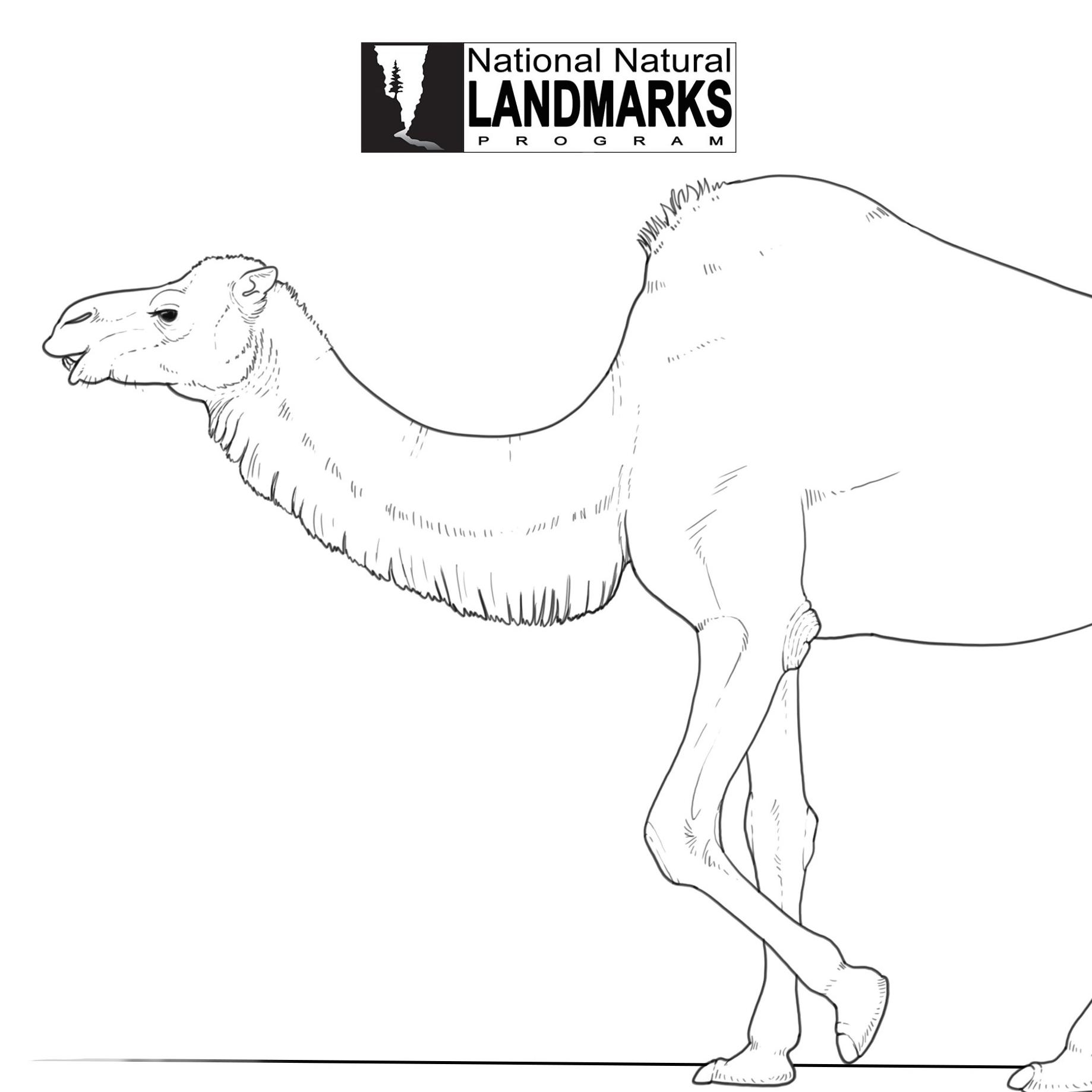 drawing of prehistoric camel